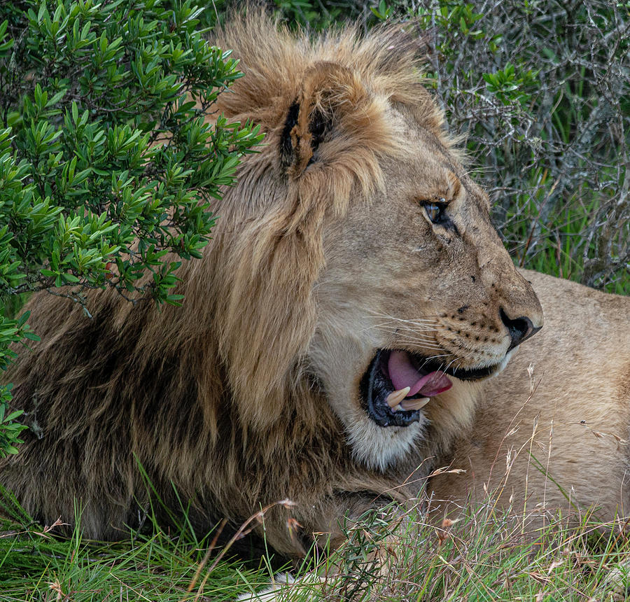 African Lions head profile Photograph by Matt Swinden