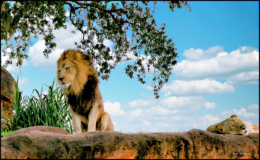 African Lions, Male and Female Photograph by A Macarthur Gurmankin