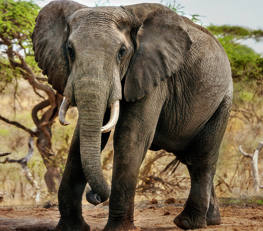 African Male Elephant Portrait Photograph by Mark Coran - Pixels