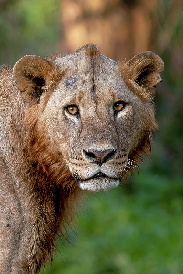 African Male Lion Photograph by Ramabhadran Thirupattur