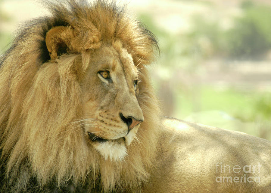 African male lion sits in the shade with the rest of his pride. Photograph by Gunther Allen