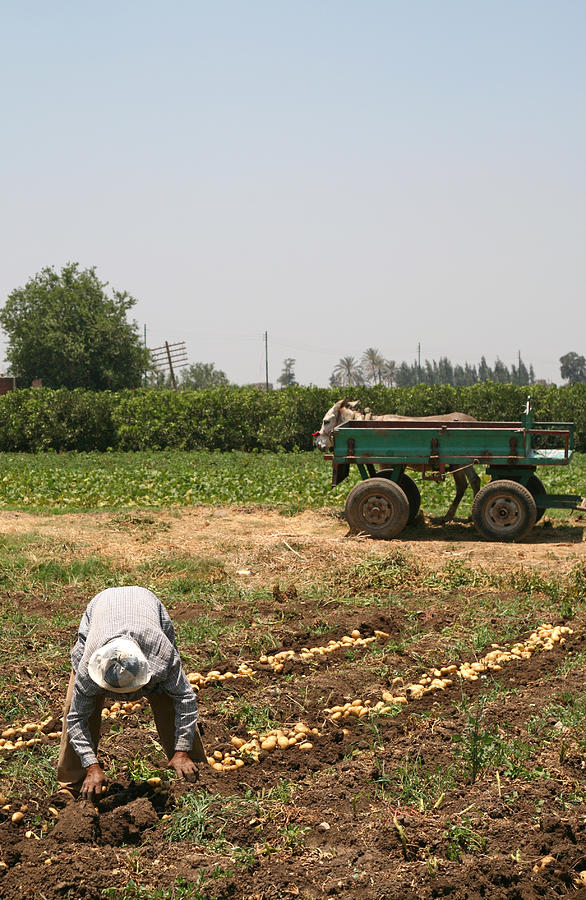 African Man Harvesting Potatoes Photograph by Micheldenijs