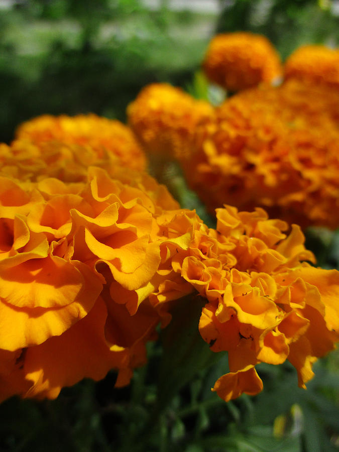 African Marigolds Photograph by W Craig Photography