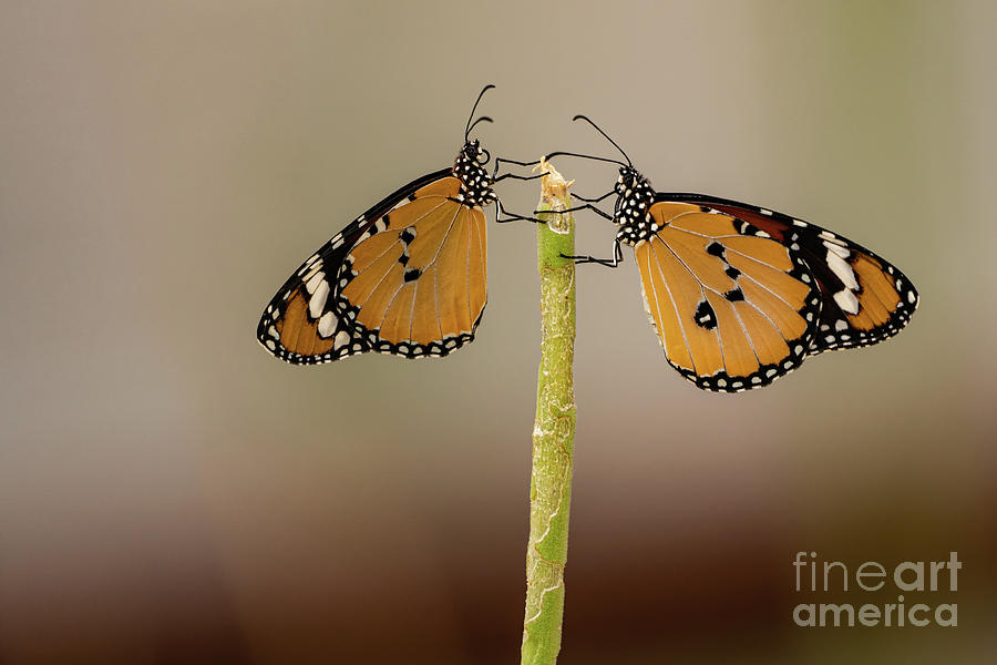 African Monarch butterflies mating v1 Photograph by Eyal Bartov