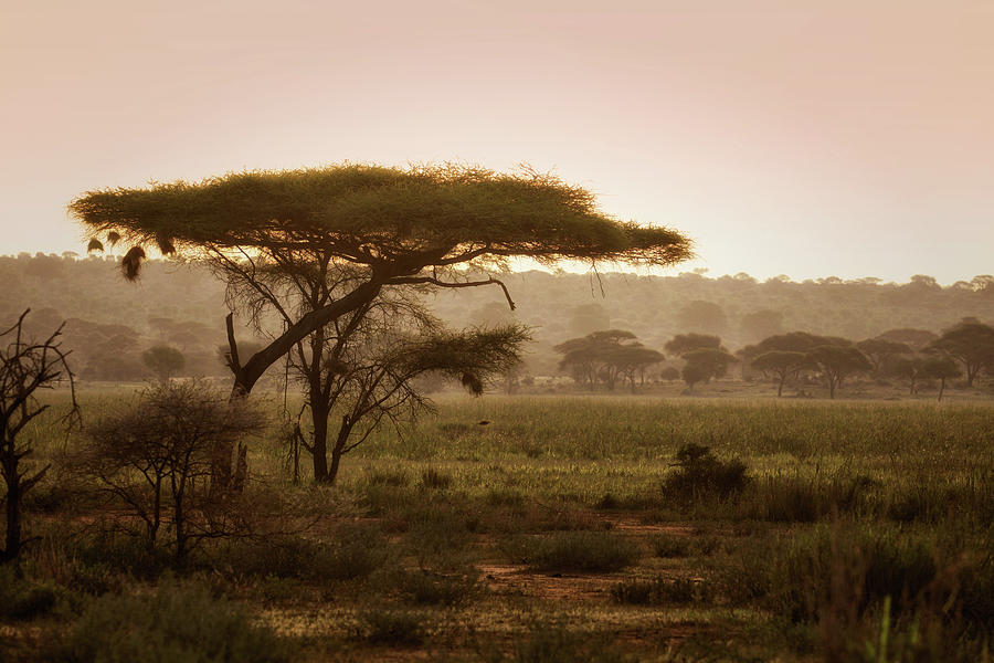 African Morning  Photograph by Alberto Audisio
