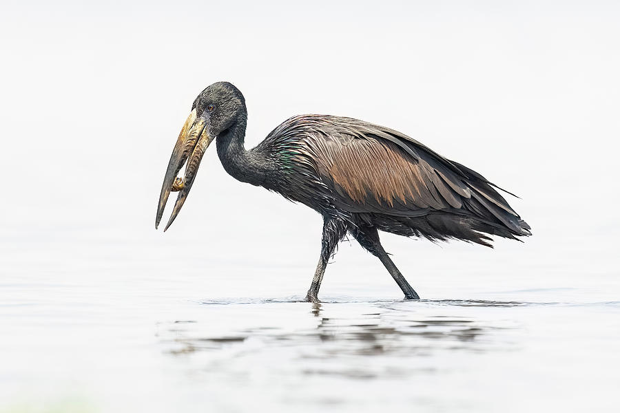 African Openbill Stork Photograph by James Capo