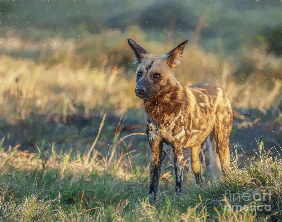 African Painted Wolf Lycaon pictus Digital Art by Liz Leyden - Fine Art ...