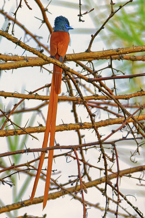 Elegant Asian Paradise Flycatcher Photograph - African Paradise Flycatcher by Natural Focal Point Photography