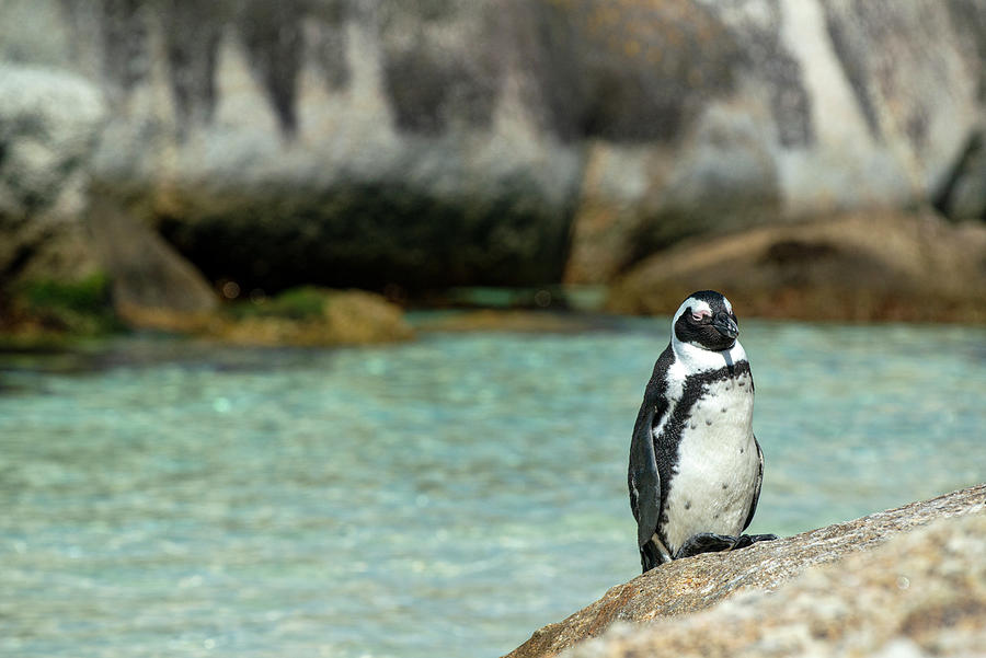 African Penguin by the Water Photograph by Matt Swinden