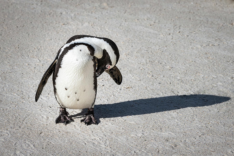 African Penguin Photograph by Elvira Peretsman