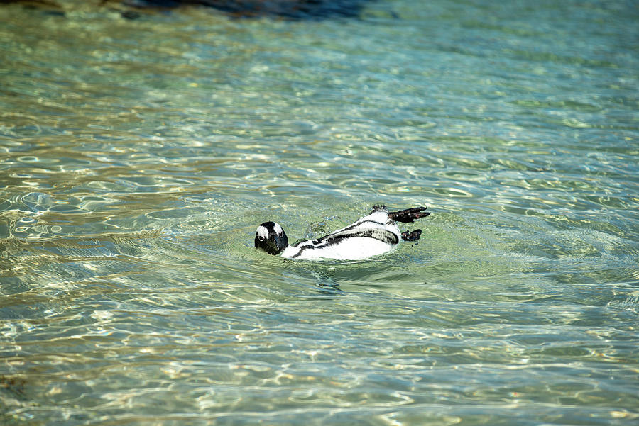 African Penguin Frolicking in the Water  Photograph by Matt Swinden