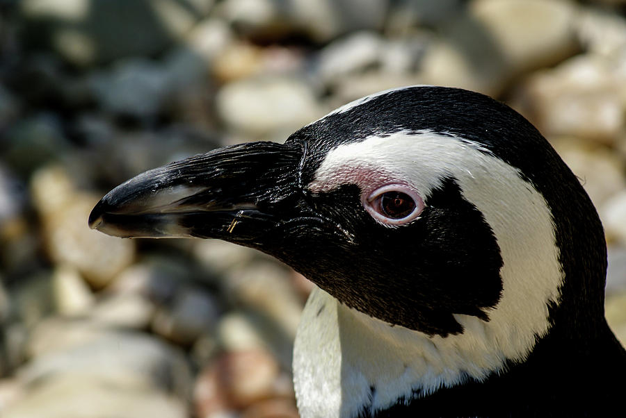 Penguin Photograph - African Penguin by Jean Haynes