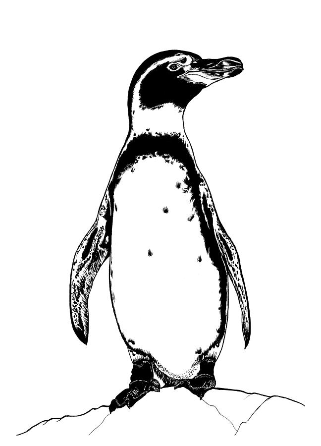 Image Of Cute Penguin Coloring Page, Penguin Drawing, Ring Drawing, Color  Drawing PNG Transparent Image and Clipart for Free Download