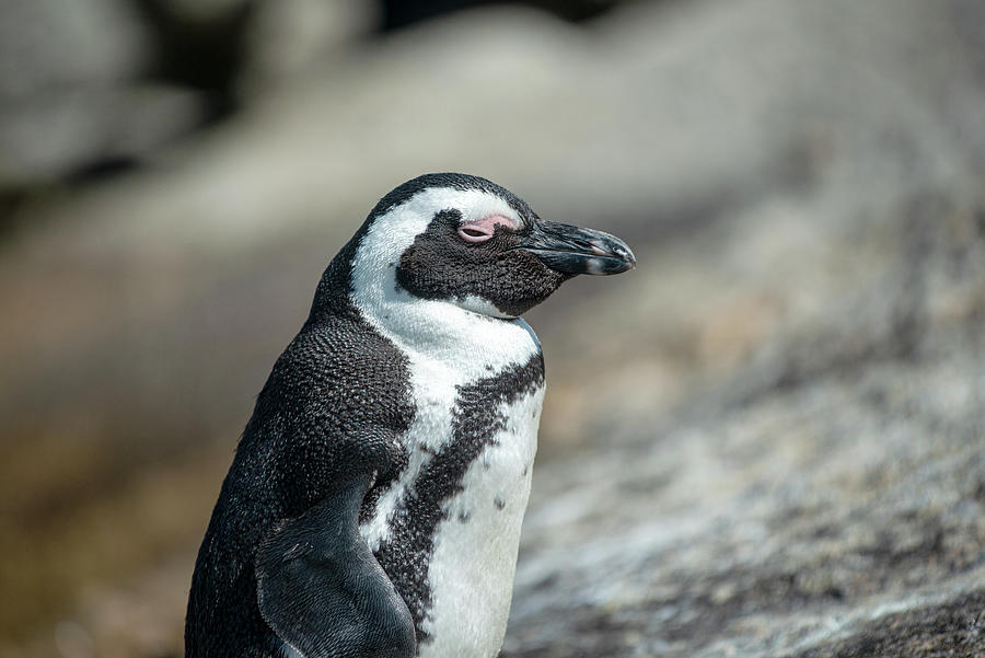 African Penguin Profile Photograph by Matt Swinden