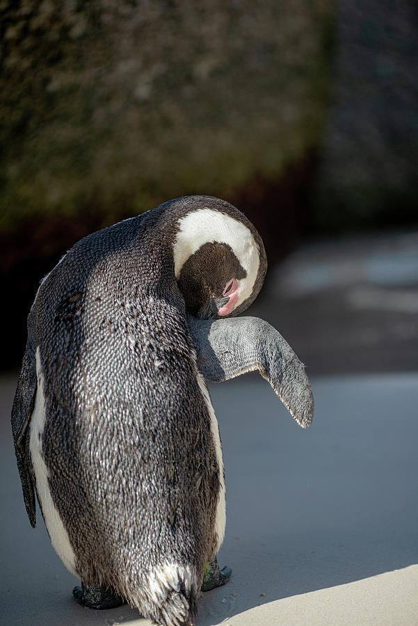 African Penguin Pruning Photograph by Matt Swinden