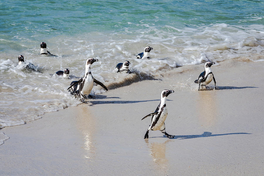 African Penguins Photograph by Elvira Peretsman