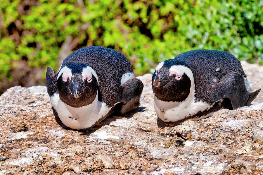 African Penguins Photograph by Fabrizio Troiani