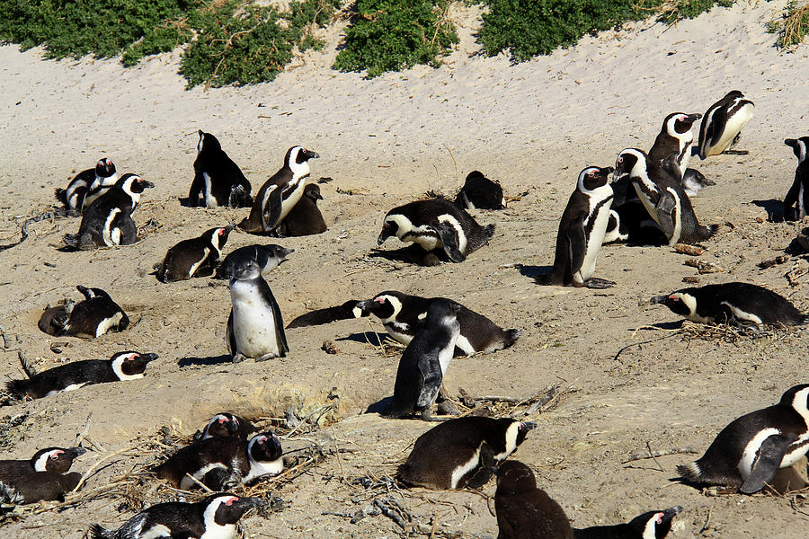 African Penguins -  Photograph by Richard Krebs