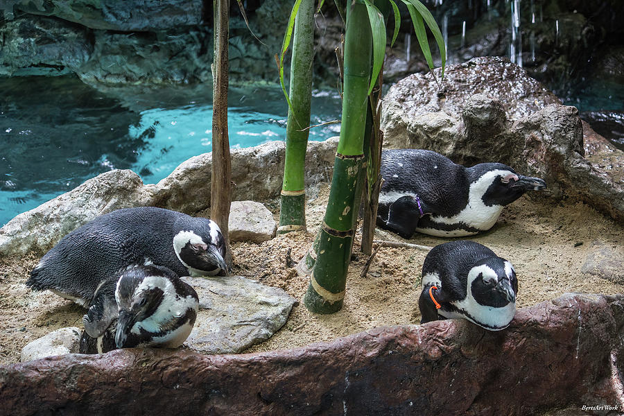 African Penguins  Photograph by Roberta Byram
