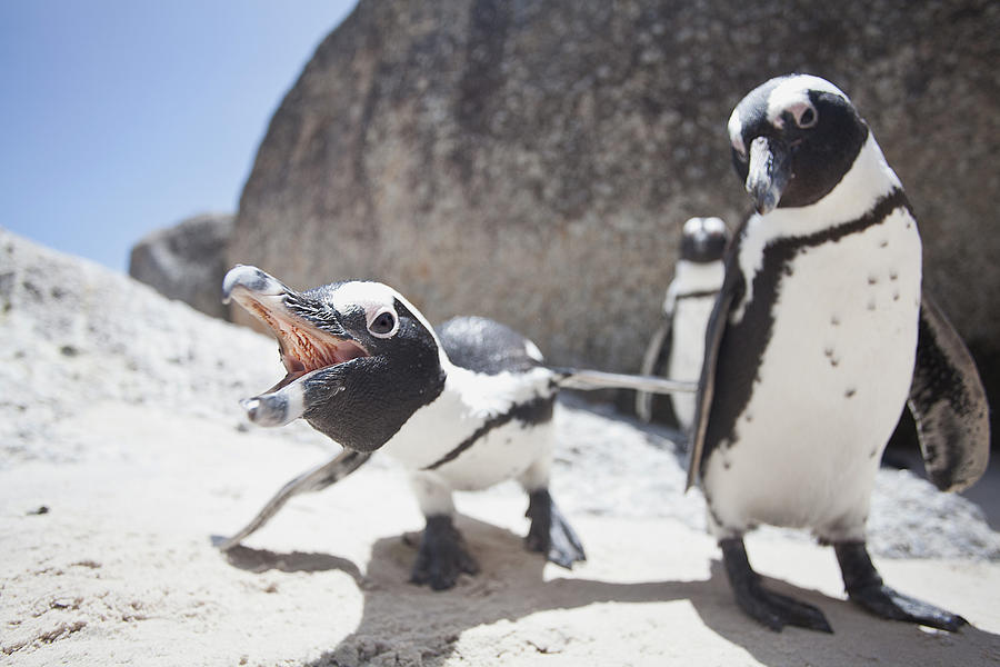 African penguins, South Africa Photograph by Mike Korostelev