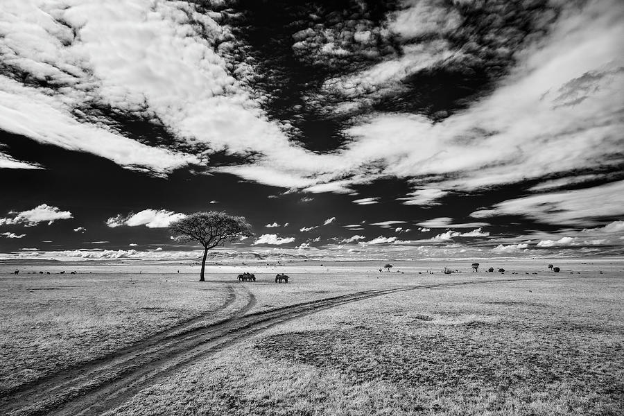 African plains and wildlife infrared Photograph by Murray Rudd