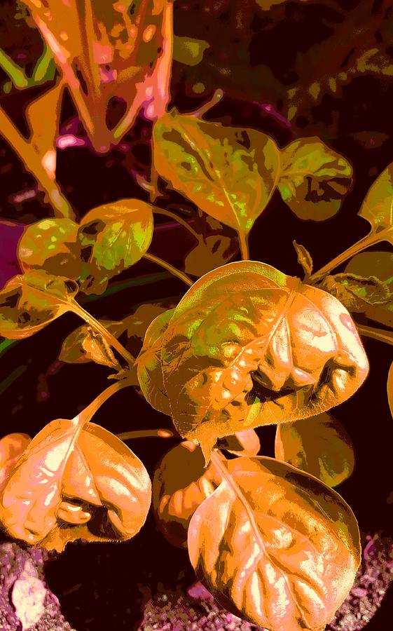 African Potato Plant Digital Art by Loraine Yaffe - Pixels