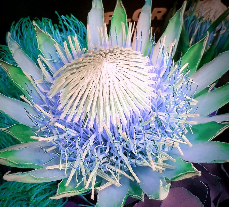 African Protea in Baby Blue Digital Art by Loraine Yaffe