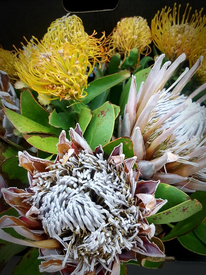 African Proteas and Suikerbos Photograph by Loraine Yaffe
