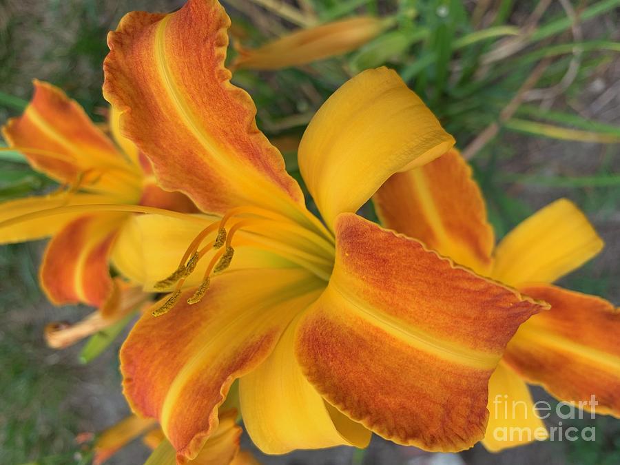 African Queen Trumpet Lilly Photograph by Catherine Wilson