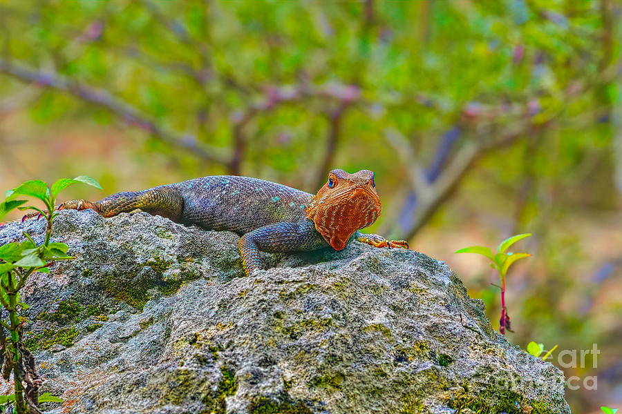 African Redhead Agama Photograph by Judy Kay