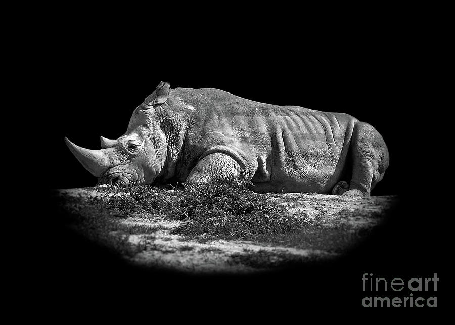 African Rhino B/W Photograph by Rodrigo Reyes Marin - Fine Art America