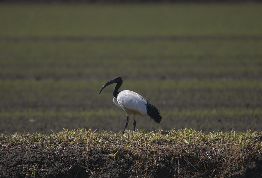 African sacred ibis Photograph by Pietro Ebner