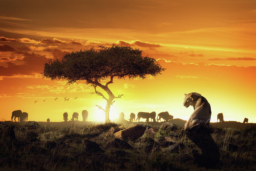 African Safari Sunset Scene With Lioness Photograph by Good Focused