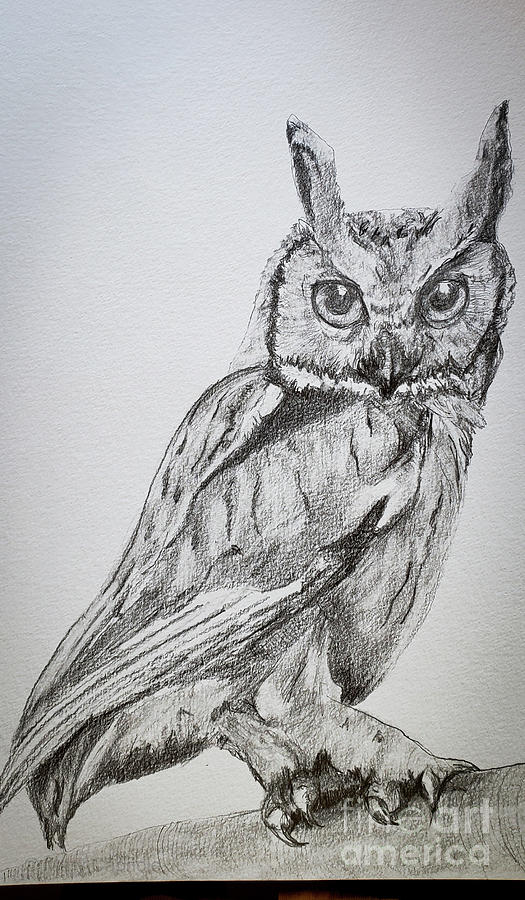 African Scops Owl Drawing by Mary Capriole