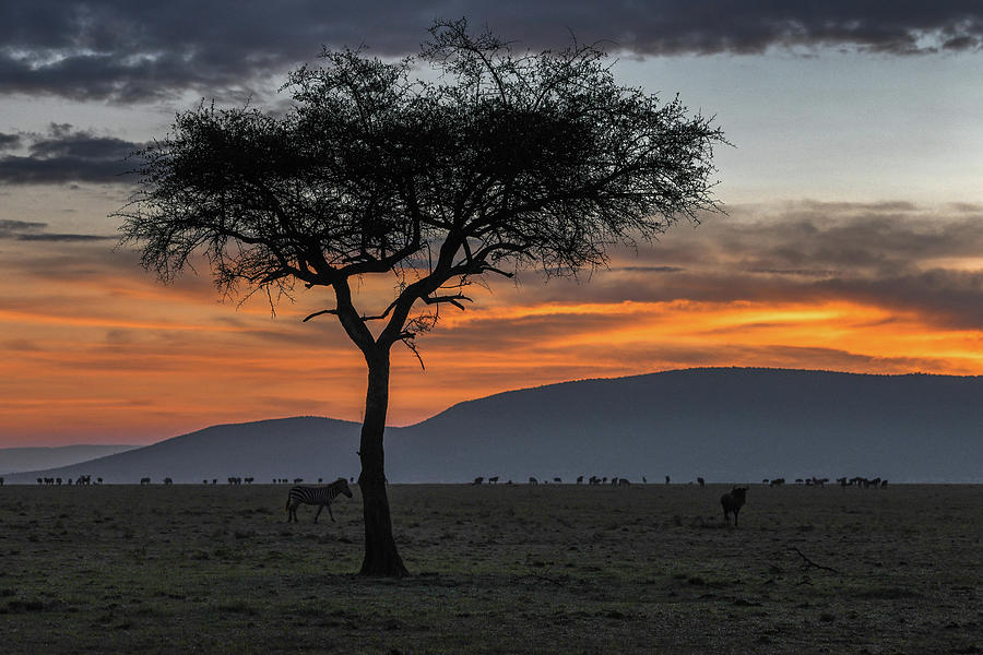 African Senegalia Tree at Sunrise Photograph by Eric Albright