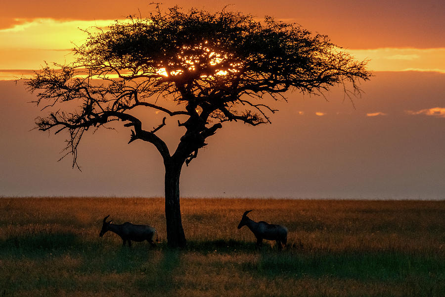 African Senegalia Tree at Sunset Photograph by Eric Albright