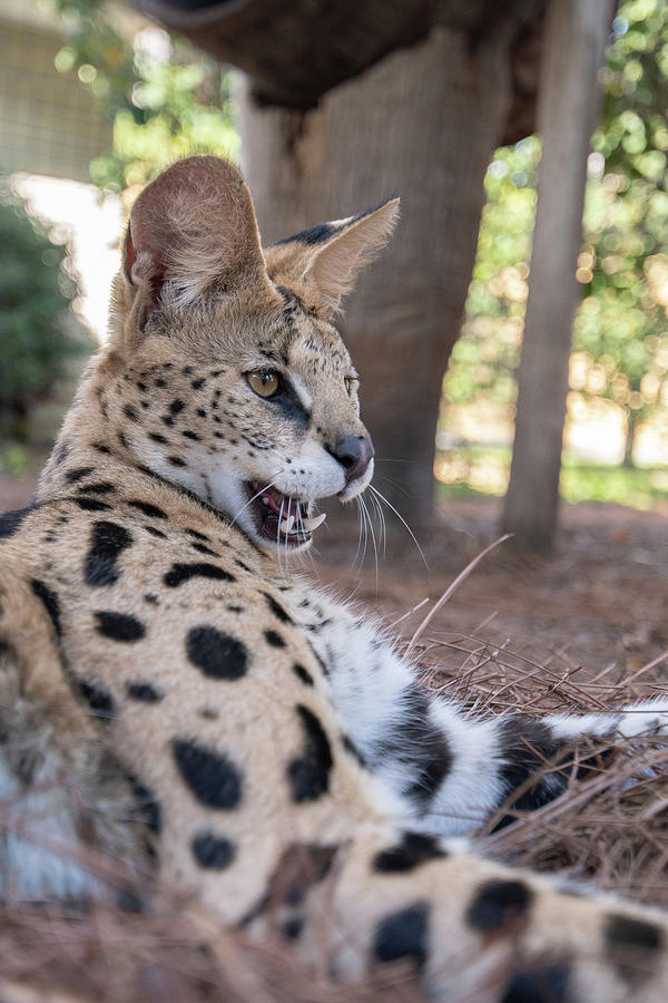African Serval Photograph by Carolyn Hutchins