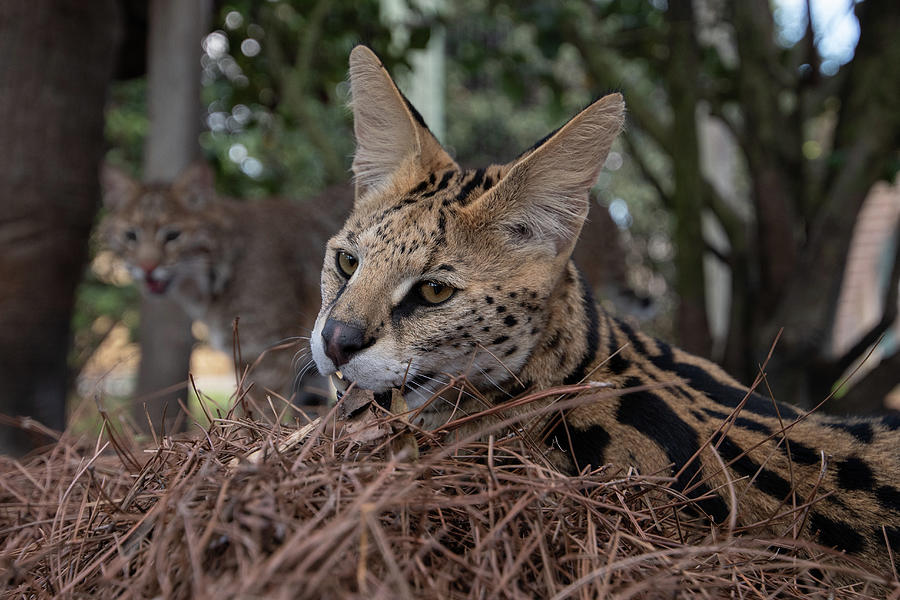 African Serval with Florida Bobcat Photograph by Carolyn Hutchins