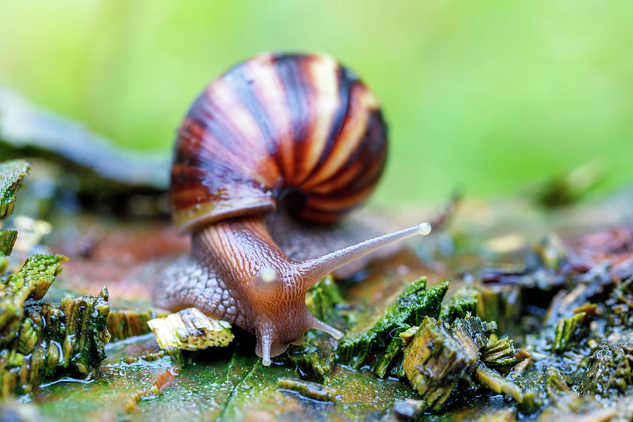 African snail - madagascar. Africa wildlife Photograph by Artush Foto ...