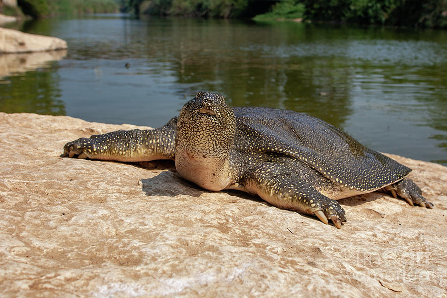 African softshell turtle Trionyx triunguis a5 Photograph by Eyal Bartov ...