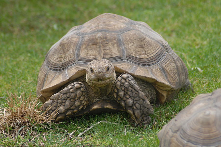 African Spur Thigh Tortoise 1060 Photograph by Stan Gregg - Pixels