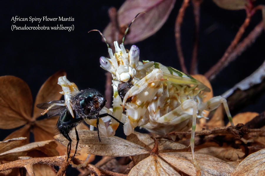 African Spiny Flower Mantis eating Photograph by Mark Berman