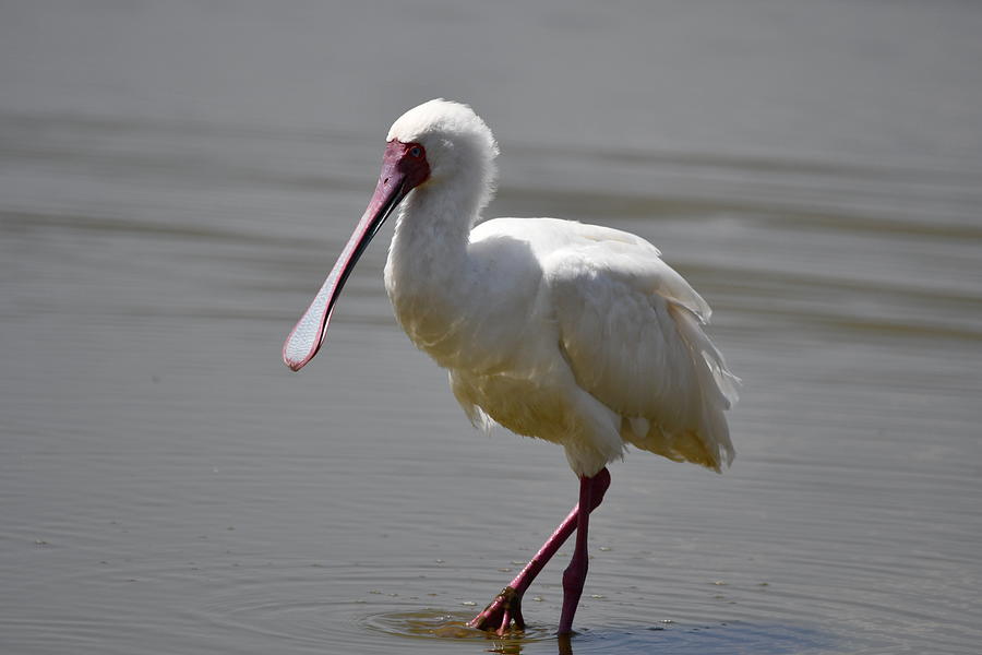 African Spoonbill Stork Photograph by Leland Fishman Fine Art America