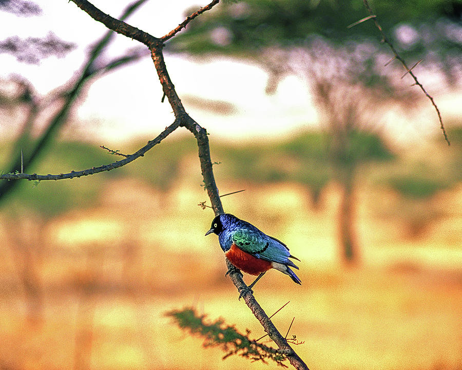 African Starling, Africa Photograph by Don Schimmel