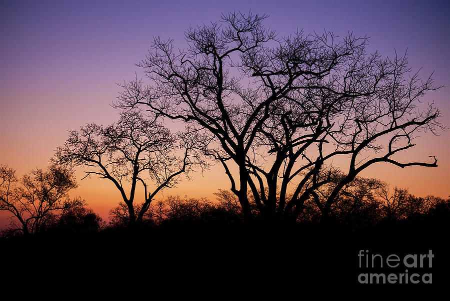 Sunset Photograph - African Sundowner by Shawn Dechant