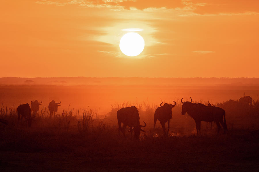 African Sunrise #2 Photograph by Ewa Jermakowicz