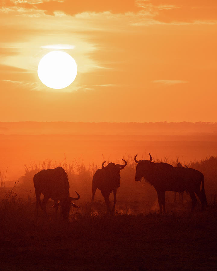 African Sunrise #7 Photograph by Ewa Jermakowicz
