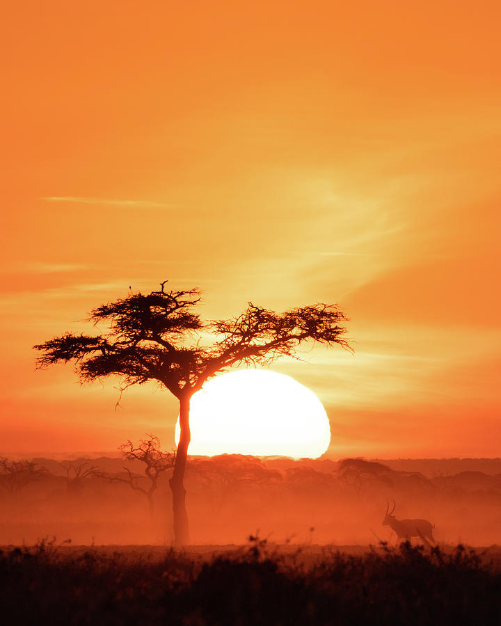 African Sunrise #8 Photograph by Ewa Jermakowicz