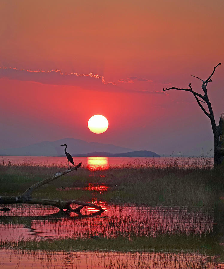 African Sunset and Heron Silhouette Photograph by Paula Joyce | Fine ...