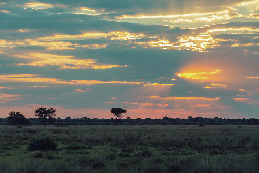 African sunset over plain with acacia tree Photograph by Artush Foto ...